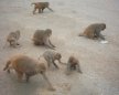 Baby monkeys at Mohmaya temple