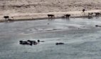 Water buffalo in the river