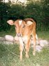 calf up close