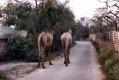 two camels