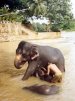 elephants bathing