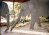 Elephants argue over log for lunch