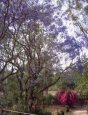 Jacaranda Tree