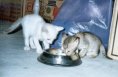 kittens eating first meal