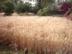 Wheat field